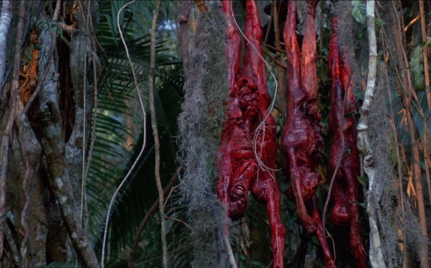 predator-gory